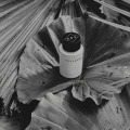 woda perfumowana o pieprzno-kwiatowym zapachu